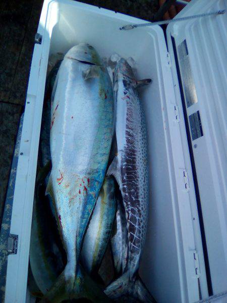 ファイヤードルフィン 釣果