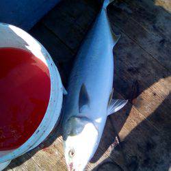 ファイヤードルフィン 釣果