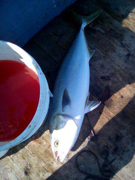 ファイヤードルフィン 釣果