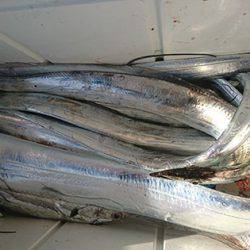 松本釣船２ 釣果