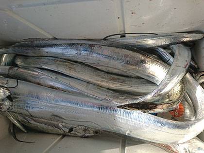 松本釣船２ 釣果