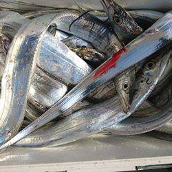 松本釣船２ 釣果