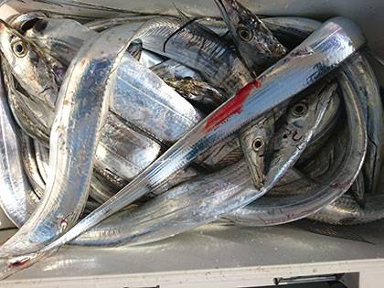 松本釣船２ 釣果