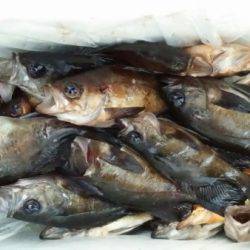 オーフリー 釣果