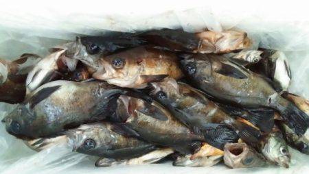 オーフリー 釣果