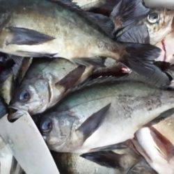 オーフリー 釣果