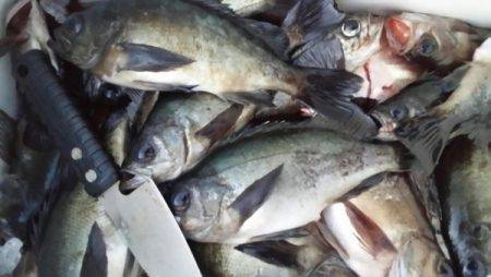 オーフリー 釣果