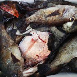 オーフリー 釣果