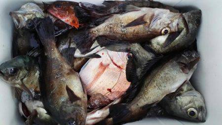 オーフリー 釣果