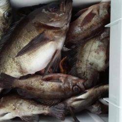 オーフリー 釣果