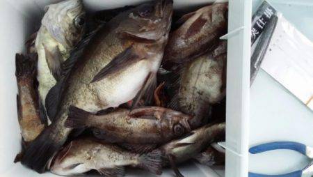 オーフリー 釣果