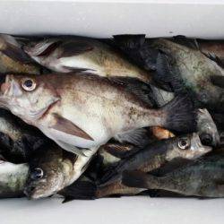 オーフリー 釣果