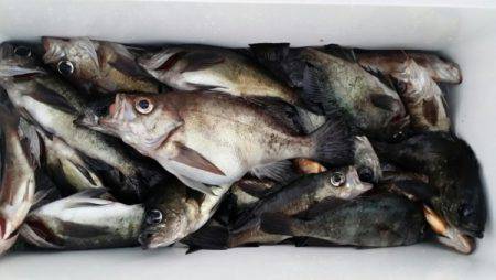 オーフリー 釣果