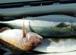 長栄丸(静岡) 釣果