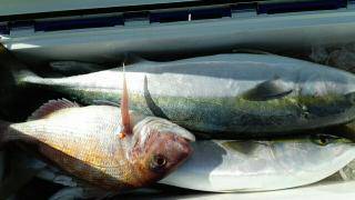 長栄丸(静岡) 釣果