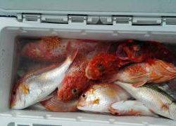 長栄丸(静岡) 釣果