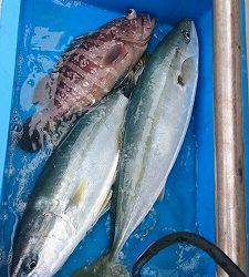 海龍丸（福岡） 釣果