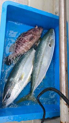 海龍丸（福岡） 釣果