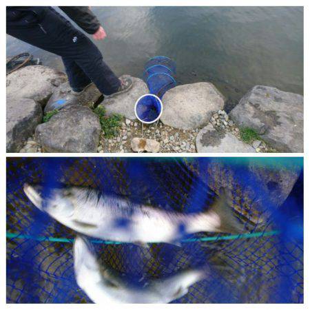 みどりフィッシングエリア 釣果