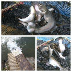 みどりフィッシングエリア 釣果