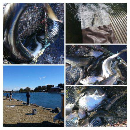 みどりフィッシングエリア 釣果