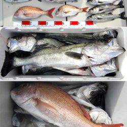 来温丸(らいおんまる) 釣果