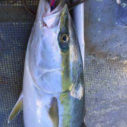 ファイヤードルフィン 釣果