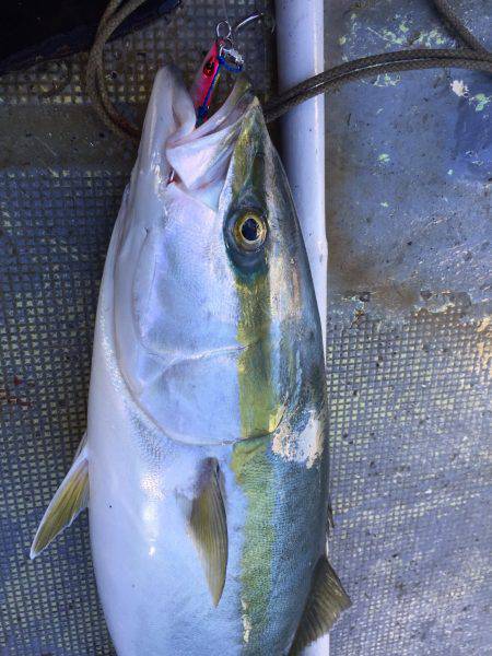 ファイヤードルフィン 釣果