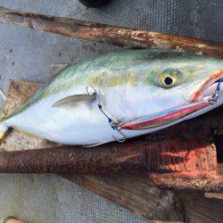 ファイヤードルフィン 釣果