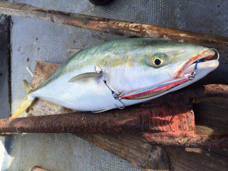 ファイヤードルフィン 釣果