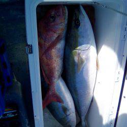 ファイヤードルフィン 釣果