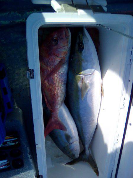 ファイヤードルフィン 釣果