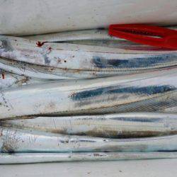 オーフリー 釣果