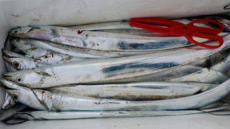 オーフリー 釣果