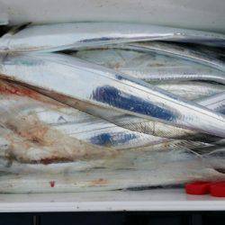 オーフリー 釣果