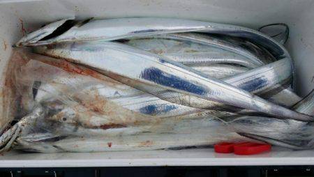 オーフリー 釣果