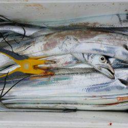 オーフリー 釣果