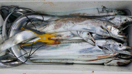 オーフリー 釣果