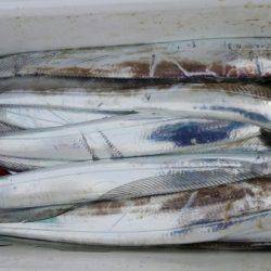 オーフリー 釣果