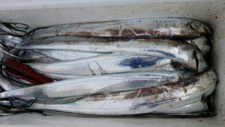 オーフリー 釣果