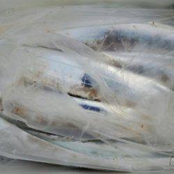 オーフリー 釣果