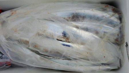 オーフリー 釣果