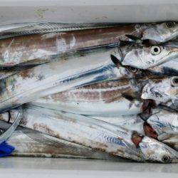 オーフリー 釣果