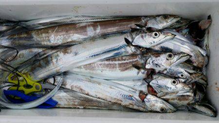 オーフリー 釣果