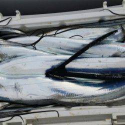 オーフリー 釣果