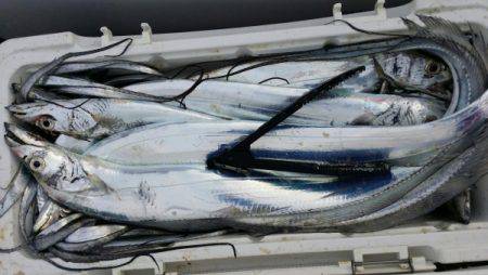 オーフリー 釣果