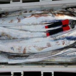 オーフリー 釣果