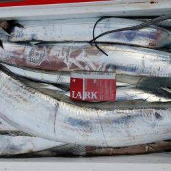 オーフリー 釣果