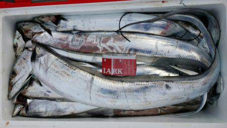 オーフリー 釣果