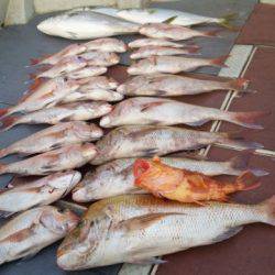 飛燕さくら丸 釣果